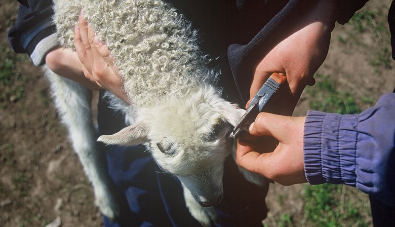Um mörk og merkingar búfjár