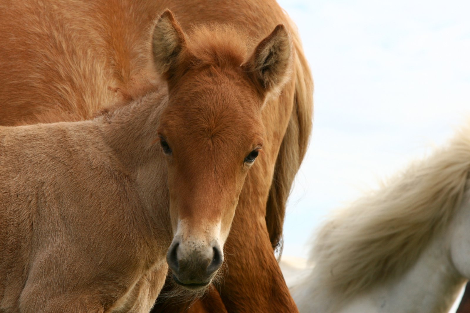 Gjaldtaka vegna grunnskráninga