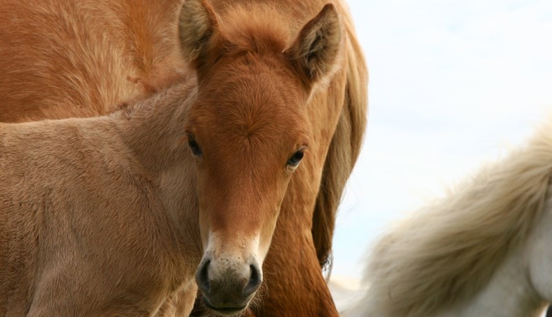 Gjaldtaka vegna grunnskráninga