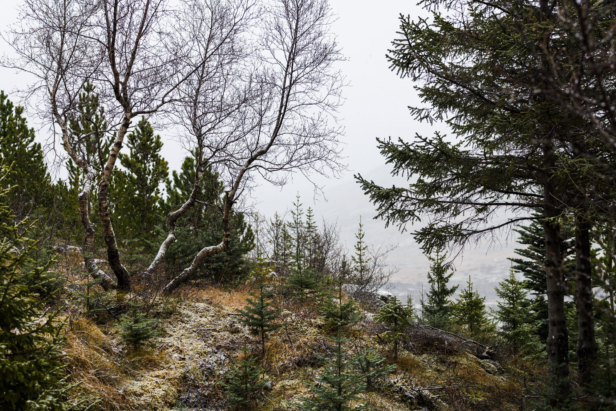 Hvatningarverðlaun skógræktar