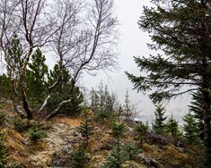 Hvatningarverðlaun skógræktar