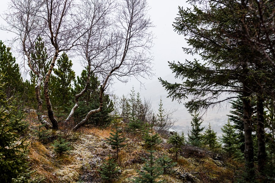 Á alþjóðlegum degi skóga þann 21. mars verða hvatningarverðlaunin í skógrækt veitt í þriðja sinn. Mynd tekin í Brynjudal í Hvalfirði í desember 2025.