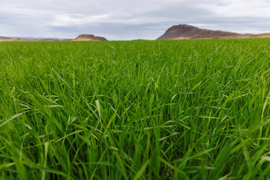 Skýrsluhöfundar segja að það þurfi að halda áfram kortlagningu besta ræktarlandsins og tryggja að meginhluti þess verði ekki tekinn til annarrar óafturkræfrar nýtingar. 