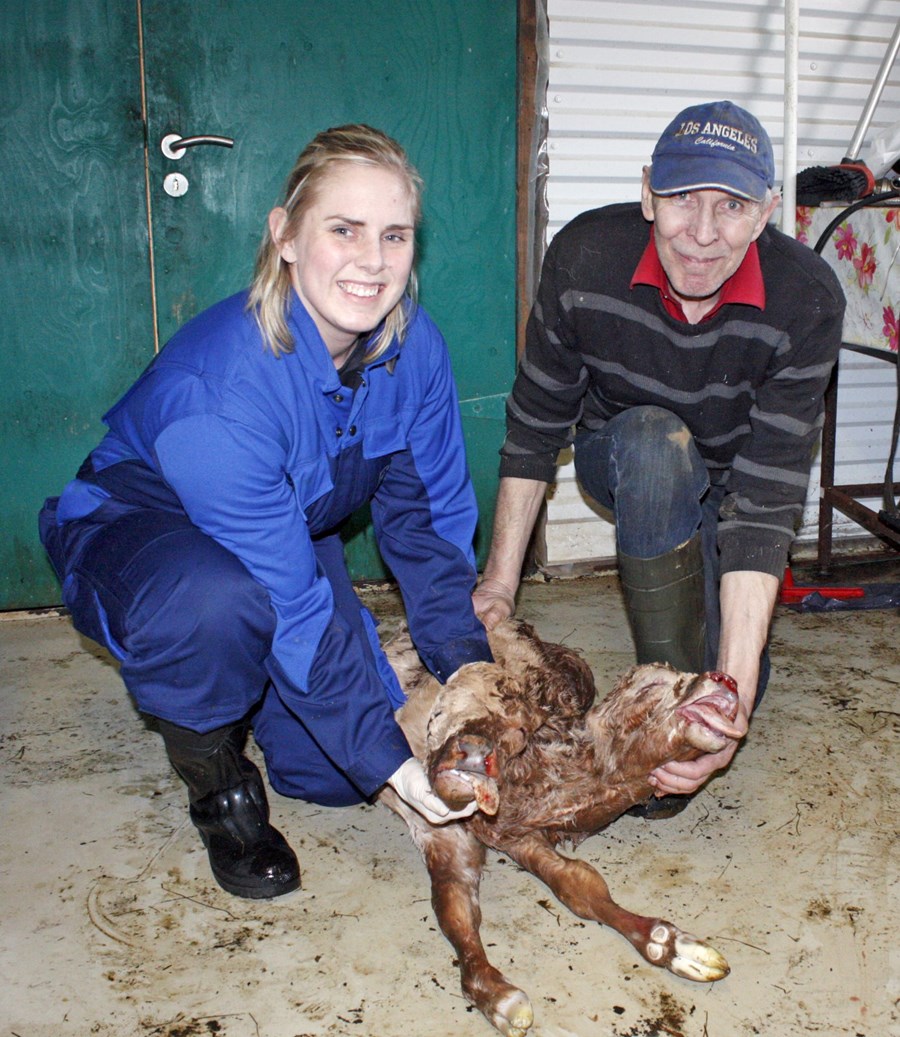 Síams-tvíkelfingur í fjósinu á Syðri-Hömrum í Ásahreppi