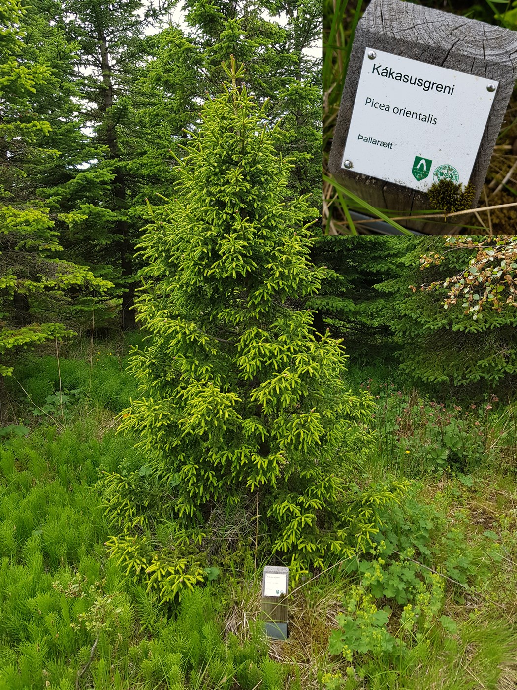 Leynimakk kaldastríðsáranna