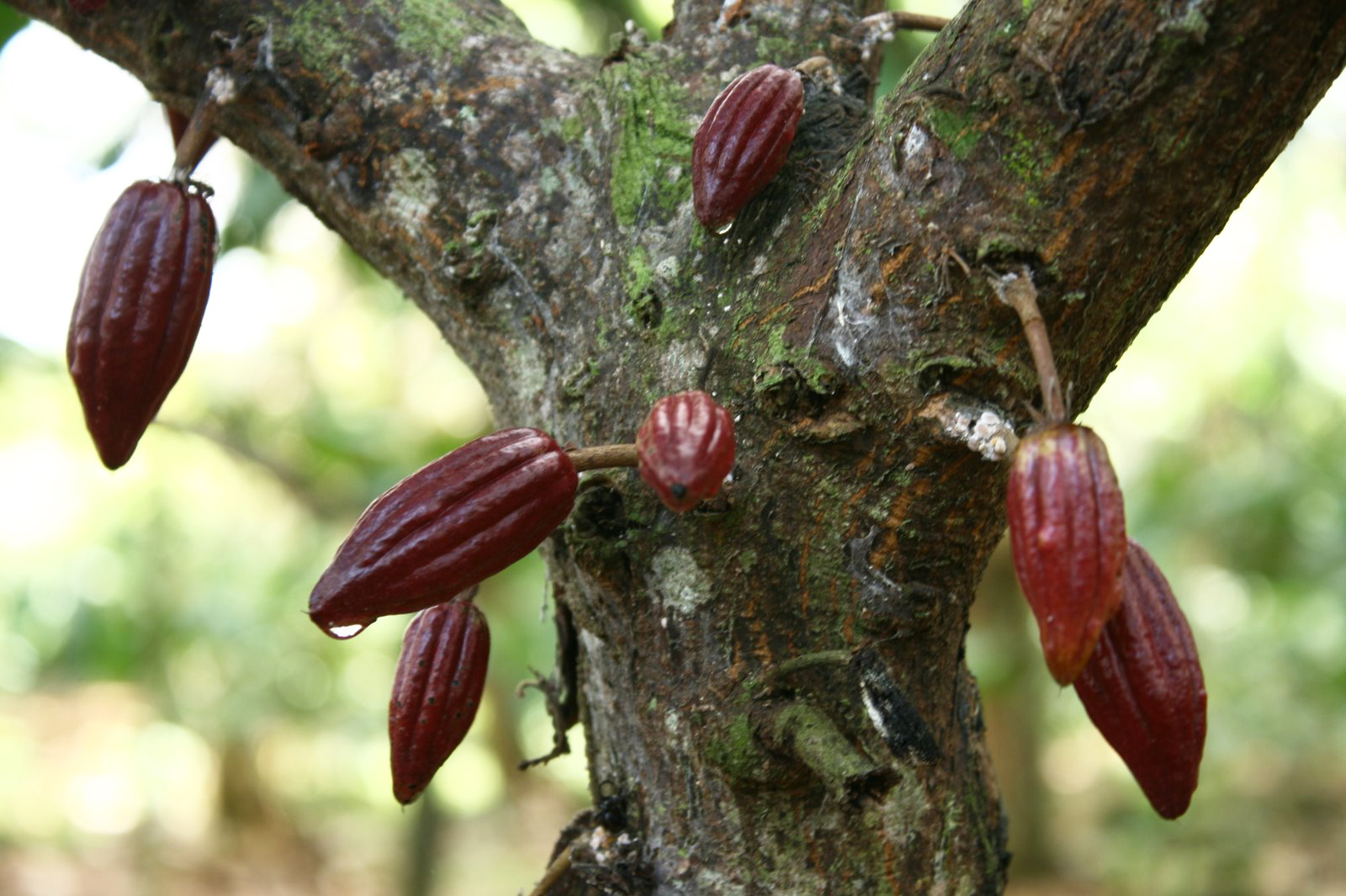 Súkkulaðiframleiðsla drifkraftur eyðingar regnskóga á Fílabeinsströnd Afríku