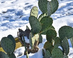 Kaktusar í Alpafjöllum