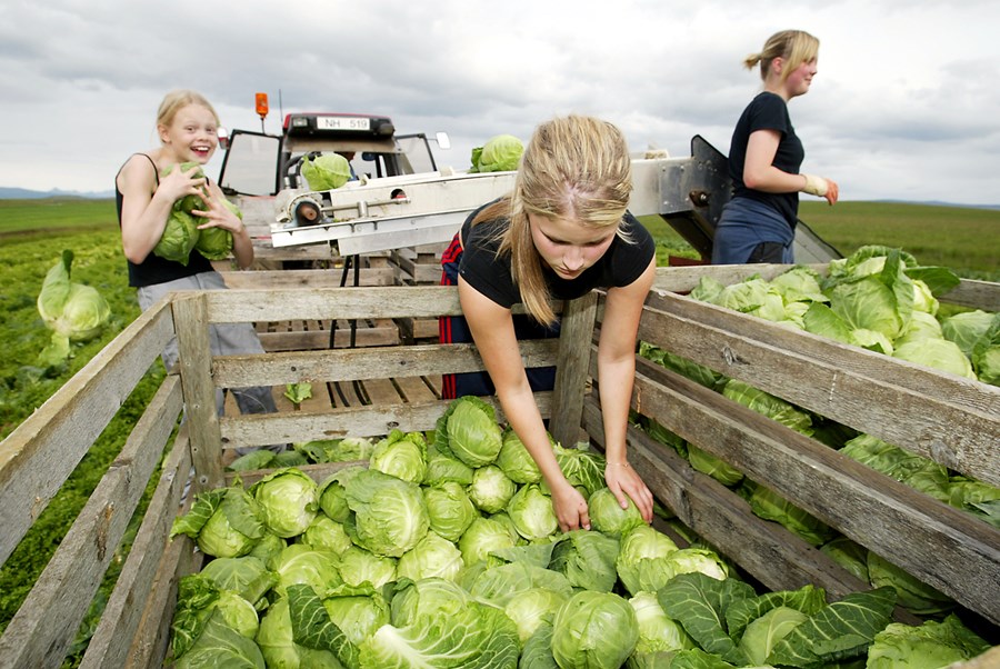 Garðyrkja gegn losun gróðurhúsalofttegunda