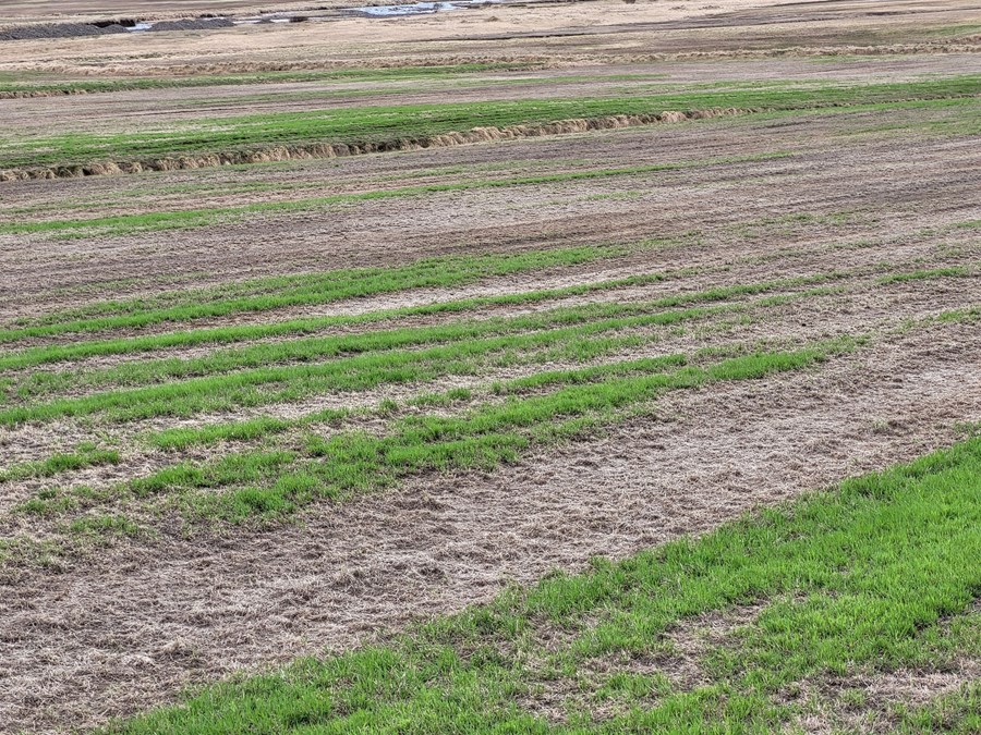 Styrkir vegna kaltjóna