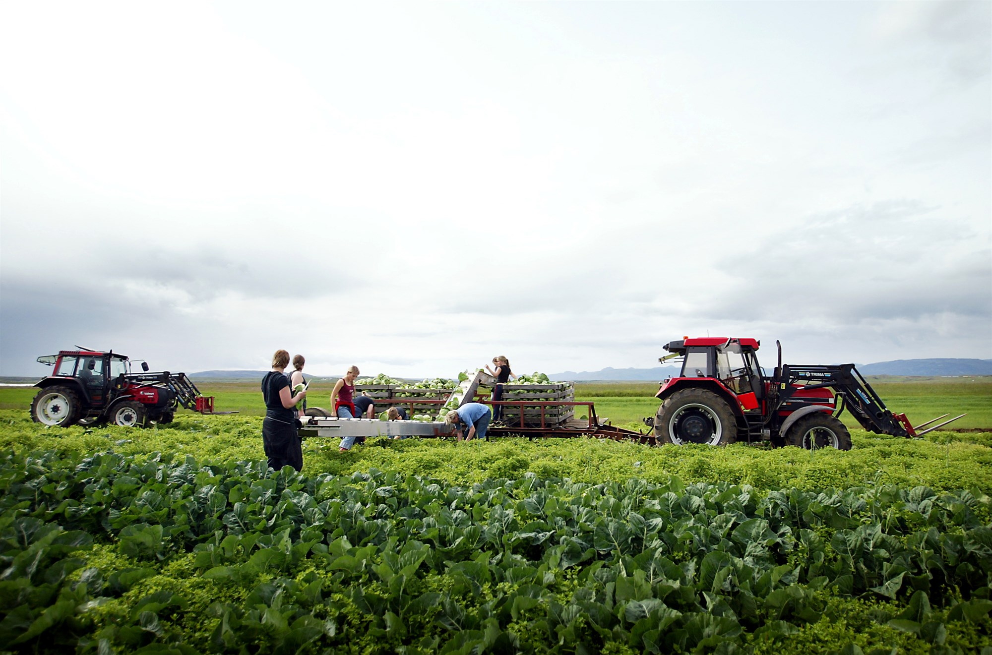 Allt grænmeti er seint á ferðinni