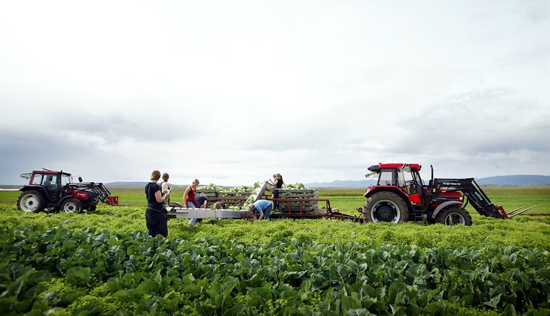 Allt grænmeti er seint á ferðinni