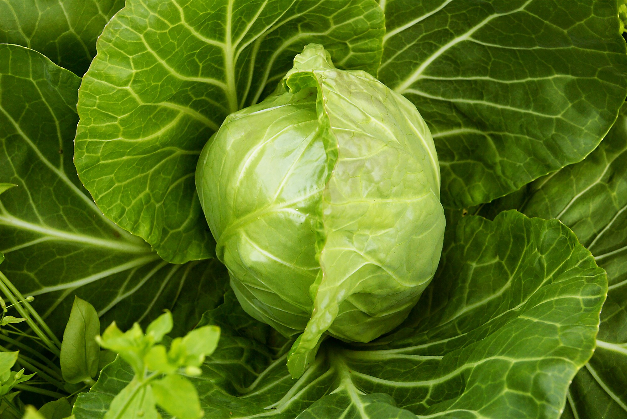 Ekkert svigrúm til að auka stuðning við íslenska grænmetisframleiðslu