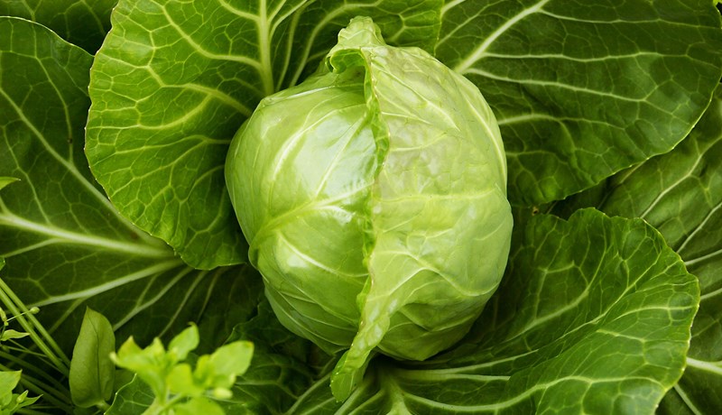 Ekkert svigrúm til að auka stuðning við íslenska grænmetisframleiðslu