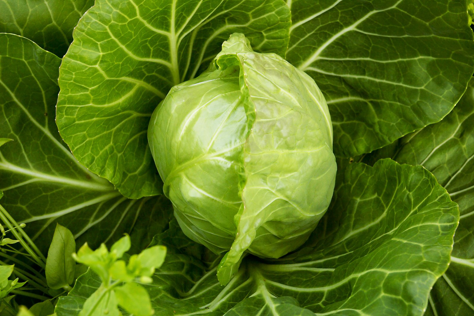 Reglugerð um vistvæna landbúnaðarframleiðslu endurskoðuð