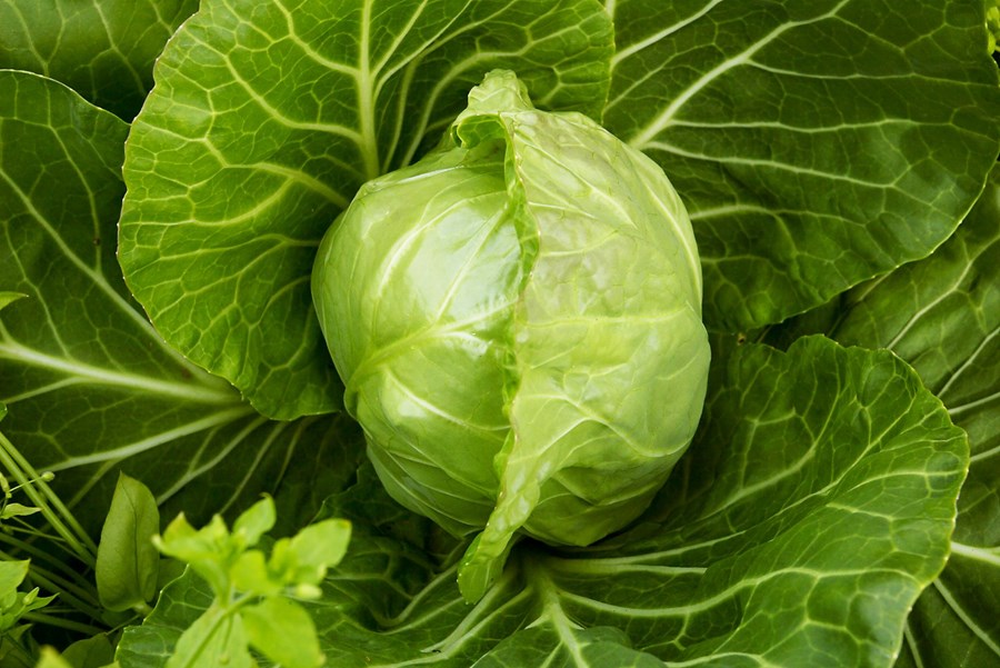 Reglugerð um vistvæna landbúnaðarframleiðslu endurskoðuð