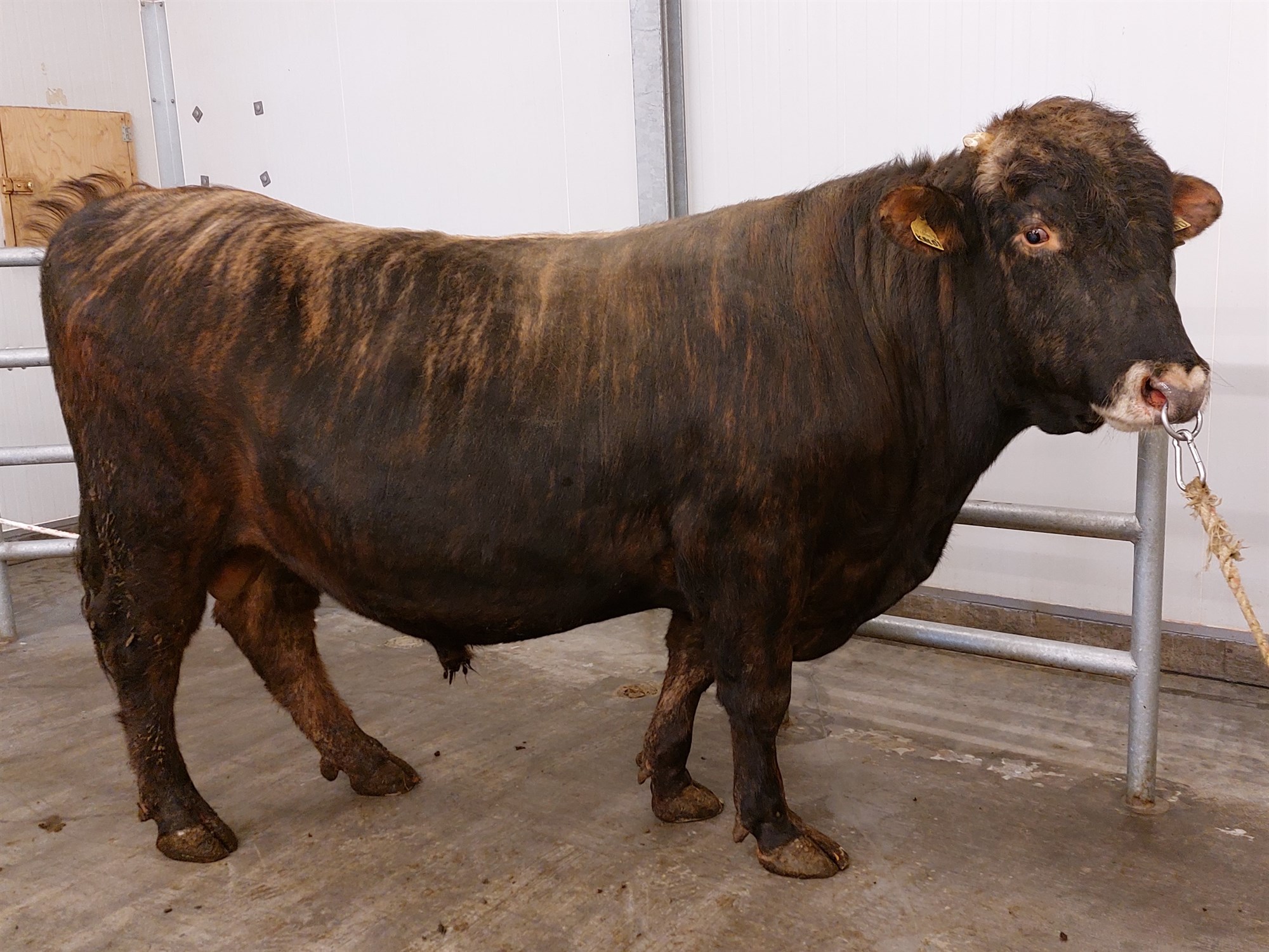 Af nautum og erfðamati