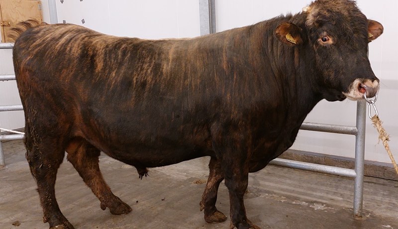 Af nautum og erfðamati