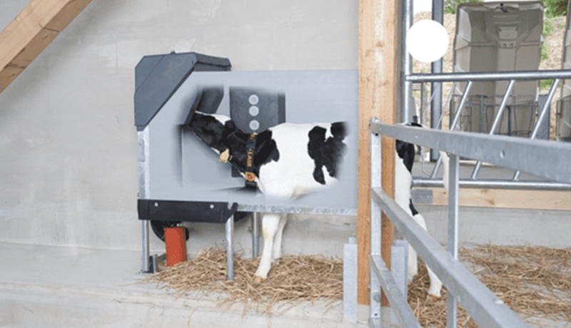 Sjálfvirkt eftirlit með kálfum