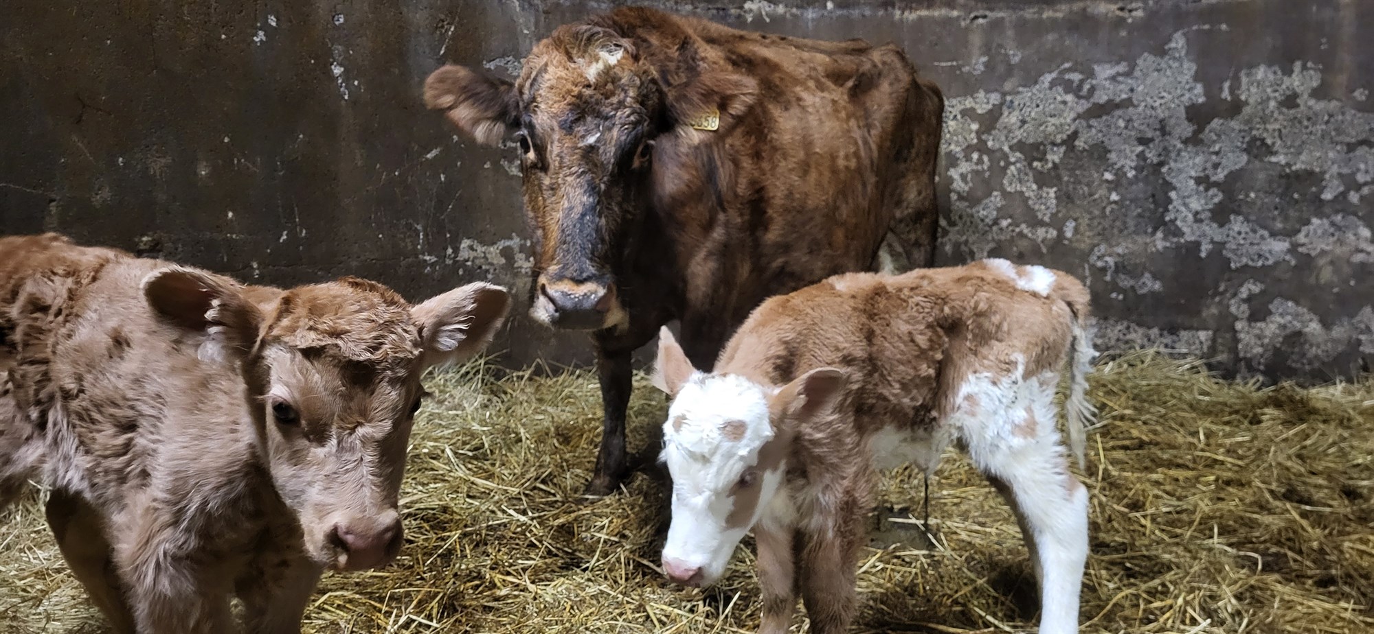 Borið níu kálfum í sex burðum