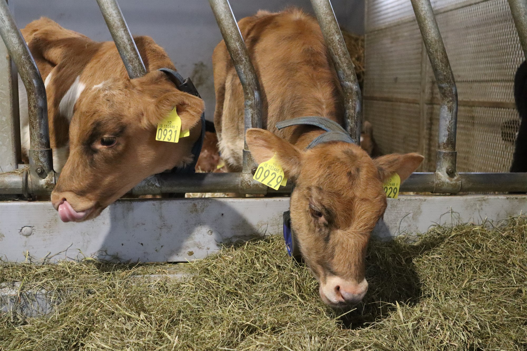 Landbúnaðarstuðningur ígrundaður