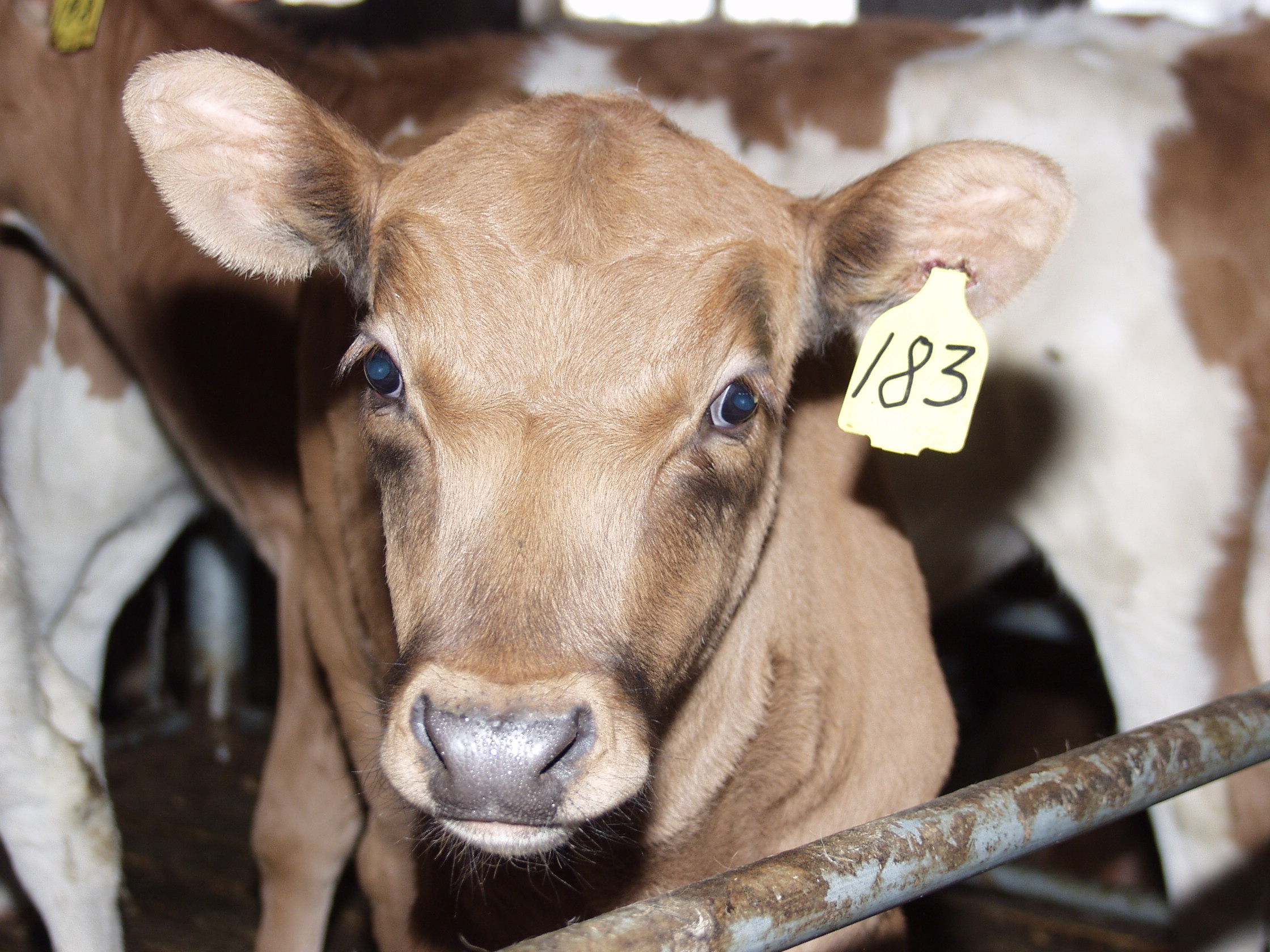 Merkja skal alla kálfa