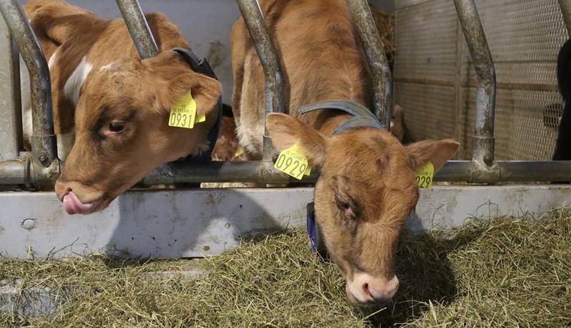 Ýtt undir nýliðun