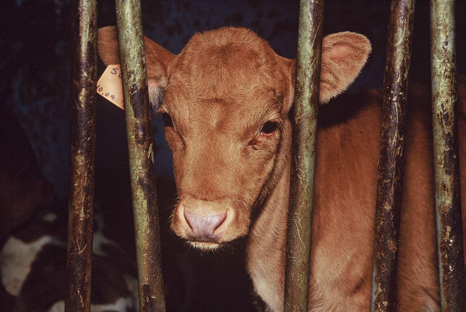 Matvælastofnun sektar vegna aðbúnaðar nautgripa og sauðfjár