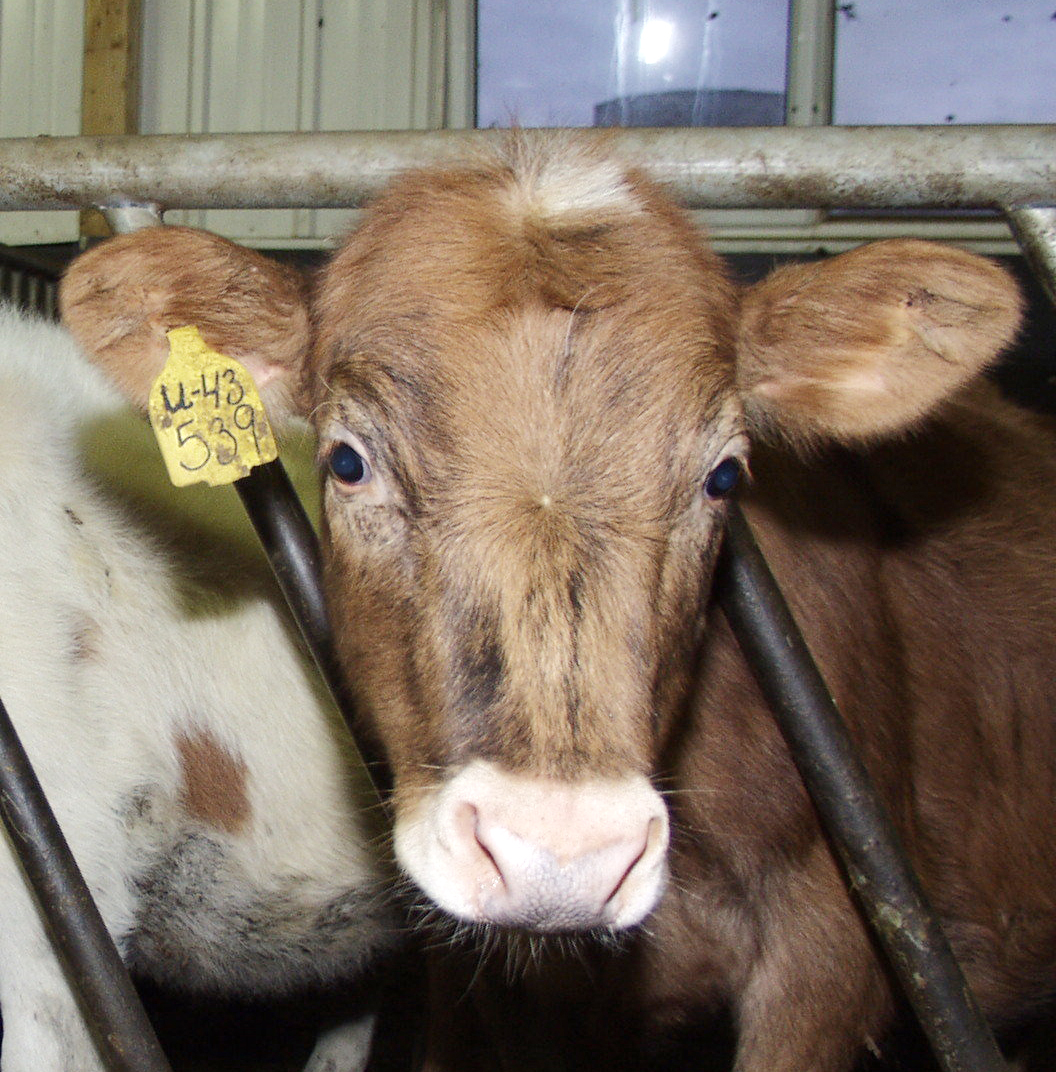 Fjárfestingastuðningur í nautgriparækt