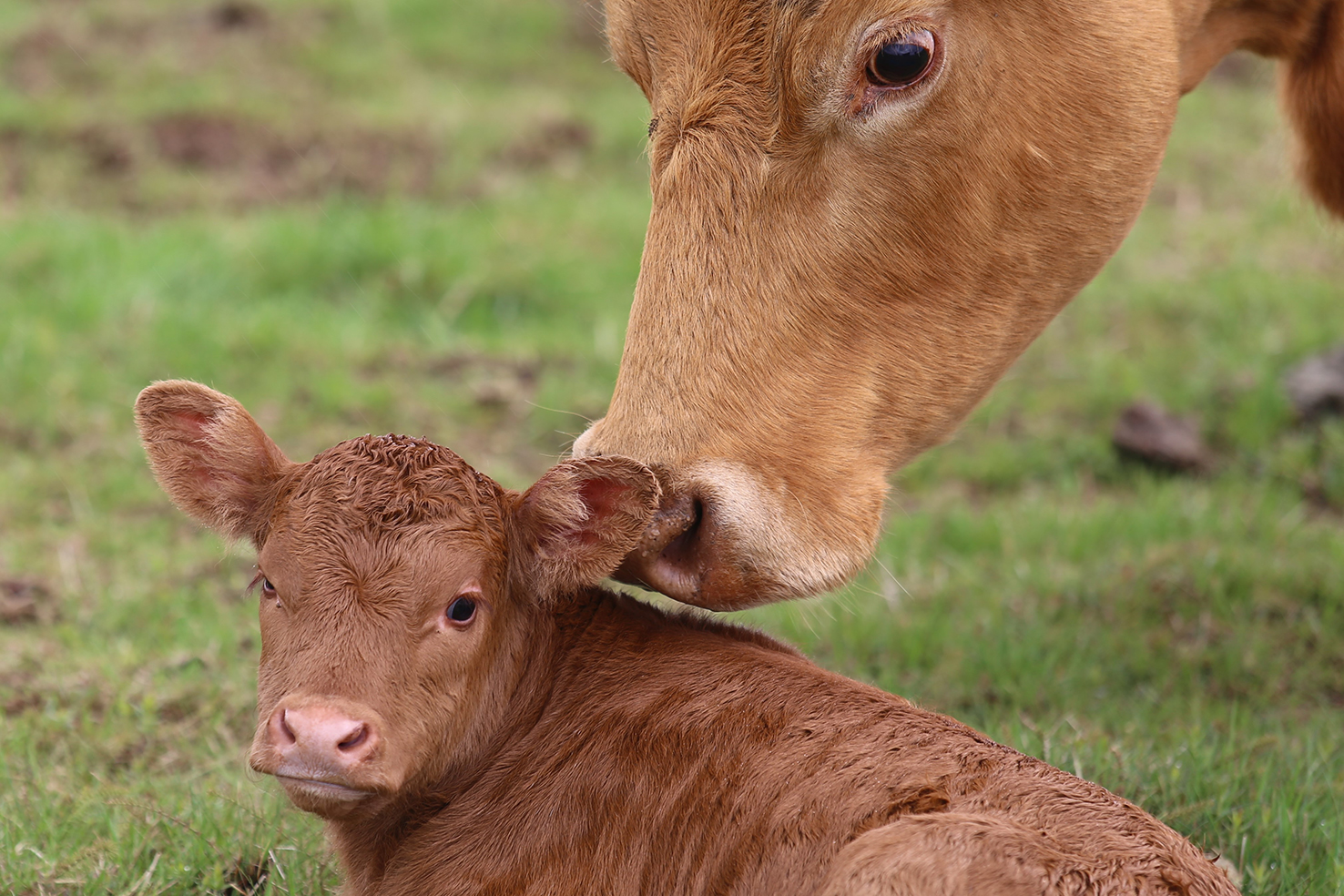 Greiðslumarkskerfið er kúabændum hagfellt
