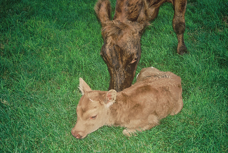 Óska eftir sýnum úr dauðum kálfum