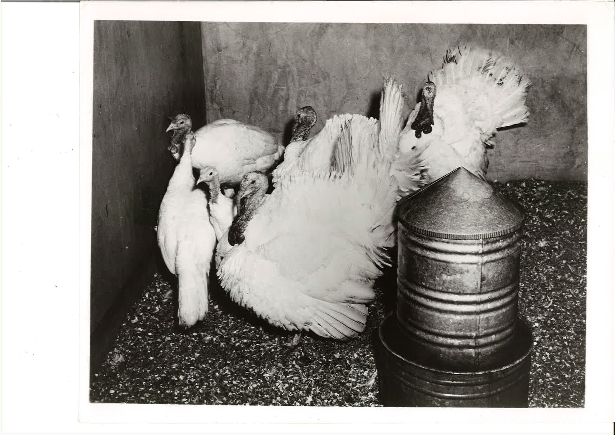 Kalkúnar á Reykjabúinu