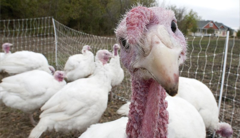 Kalkúnn – heitið byggir á misskilningi