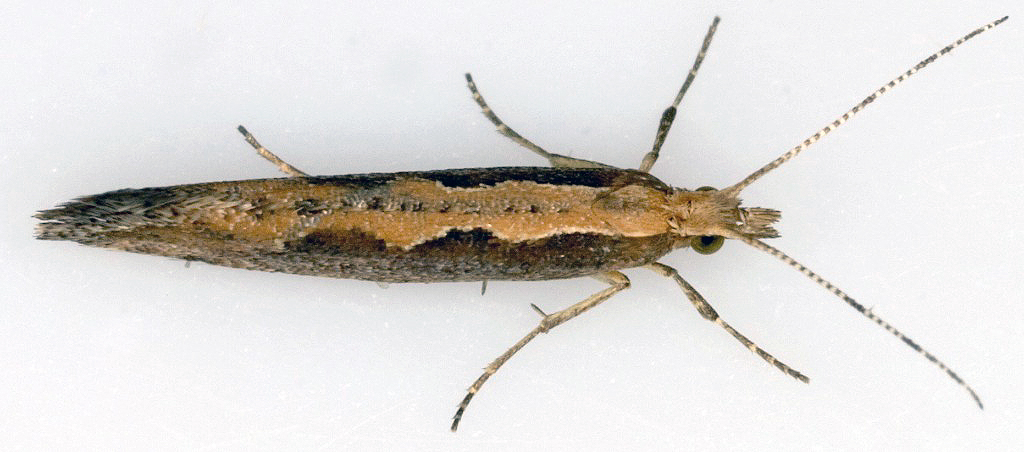 Kálmölur – langförult mölfiðrildi