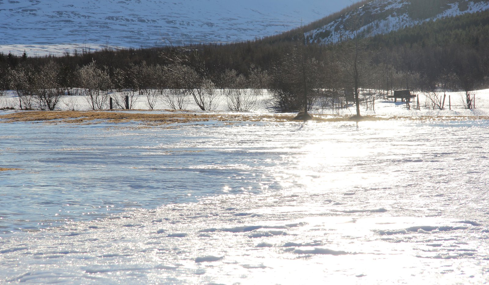 Líkur á kalskemmdum aukast dag frá degi