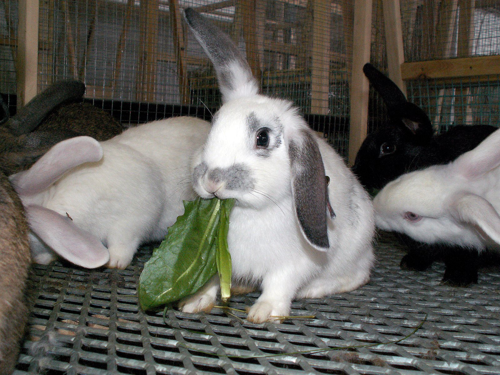 Styttist í kanínukjötið