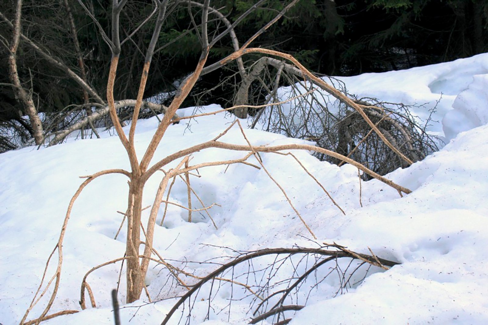 Kanínur hafa valdið miklum skemmdum á trjám í vetur
