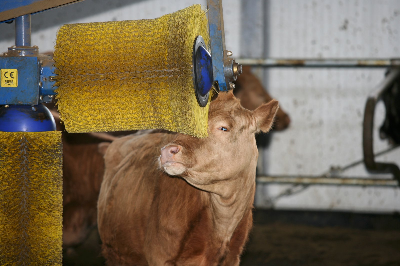 Nýtt áhættuflokkunarkerfi fyrir bændur tekið í notkun hjá MAST