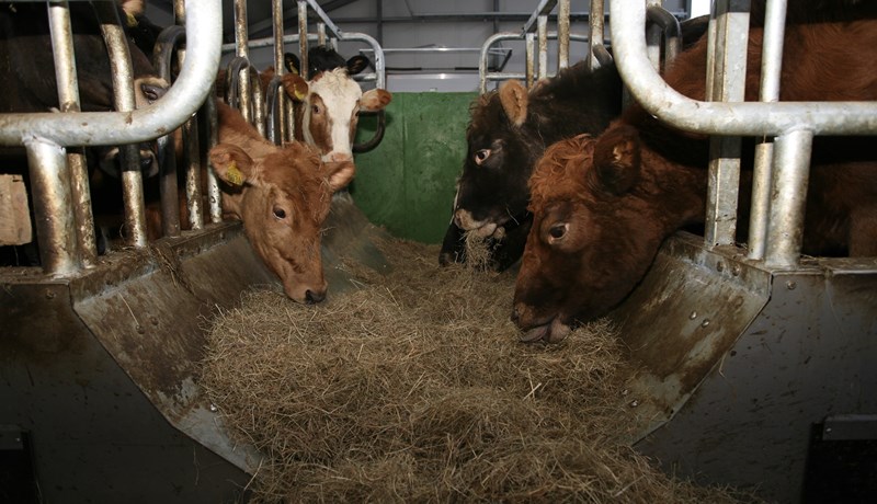 Veiruskita herjar á eyfirska nautgripi