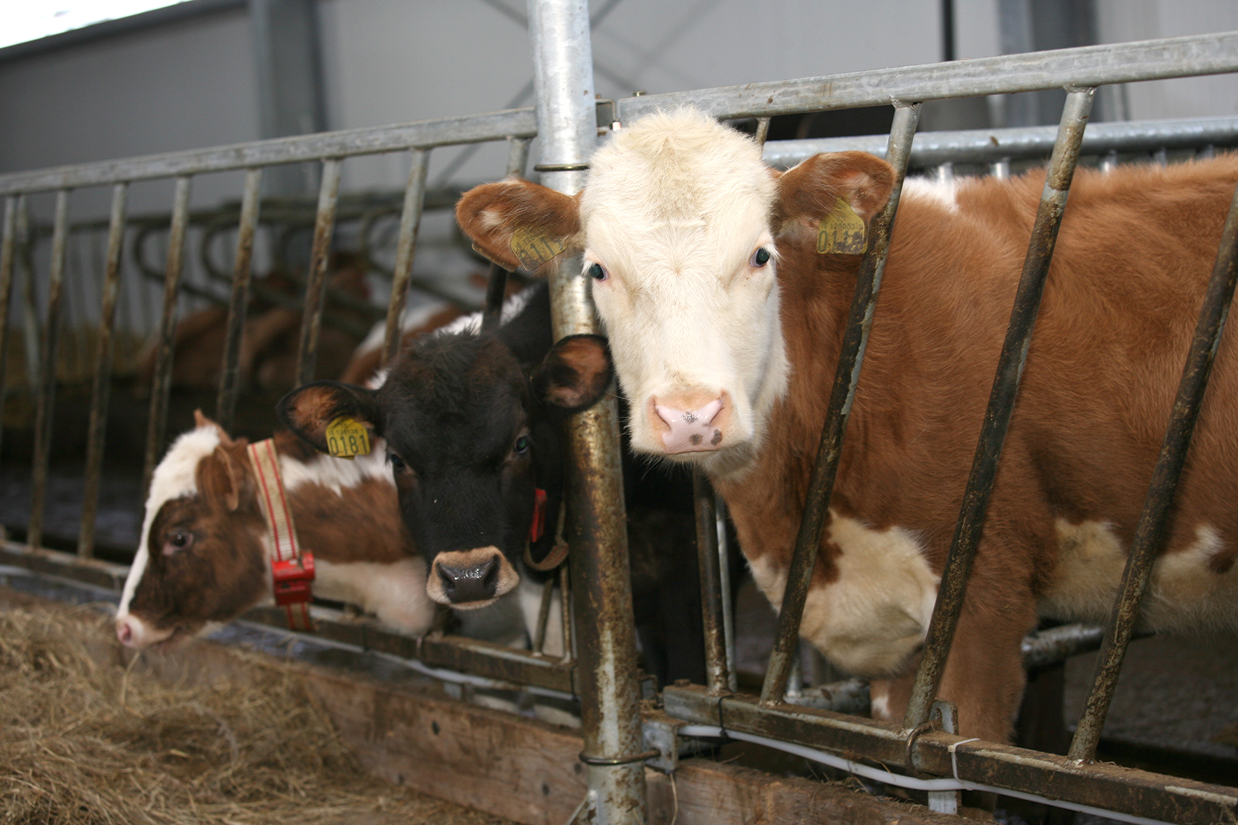 Niðurfelling gripagreiðslna á mjólkurkýr