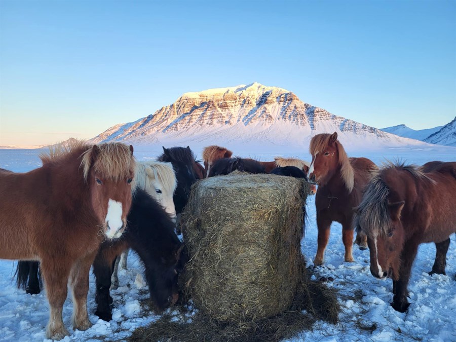 Allir þurfa að fá að borða á gamlársdag. Hér fagnar hestastóðið á Kaldárbakka síðustu heygjöf ársins. Karen Björg segir sérstaklega skemmtilegt að sinna umhirðu dýra á hátíðisdögum.