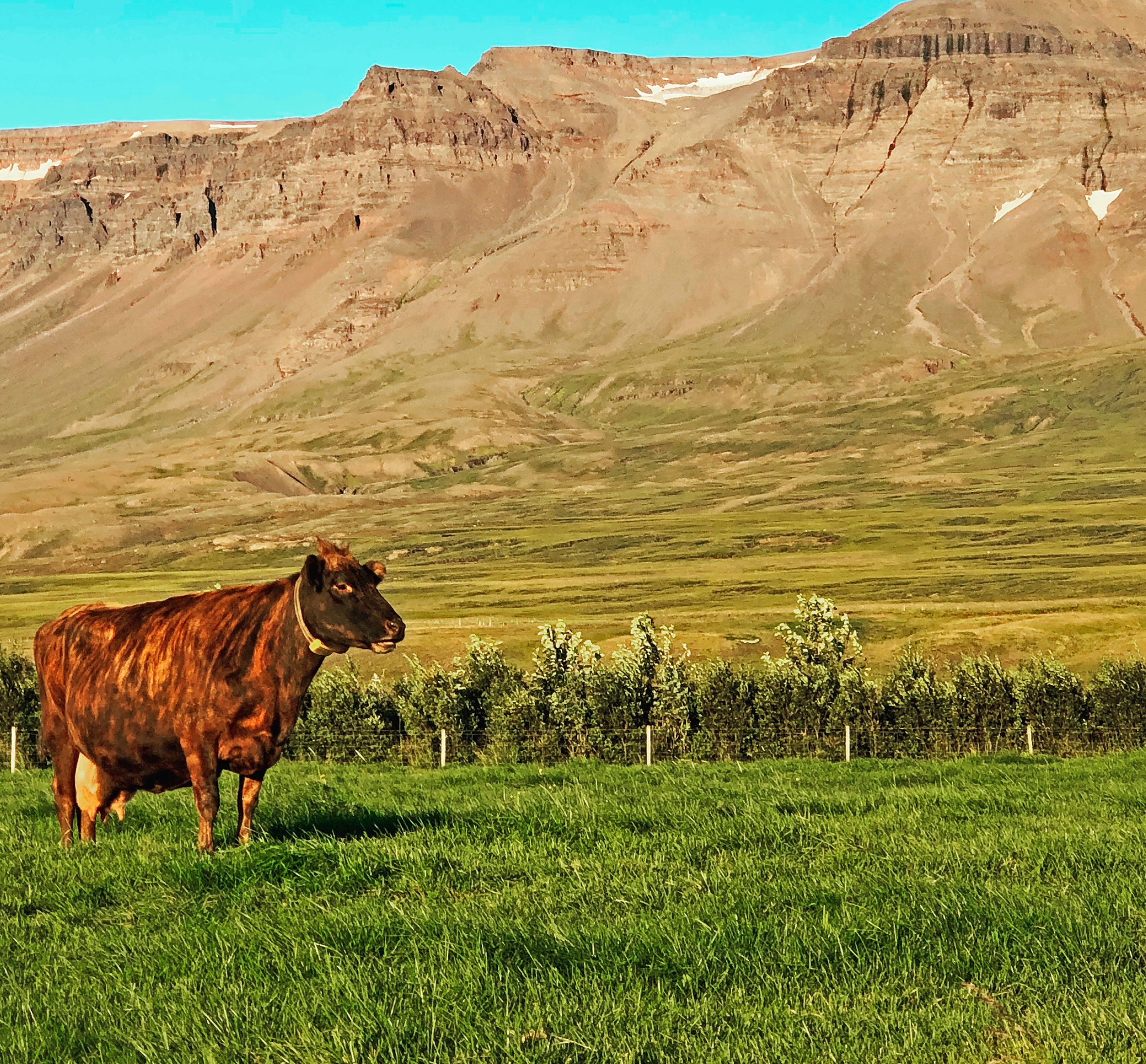 Þurfum nýja græna byltingu