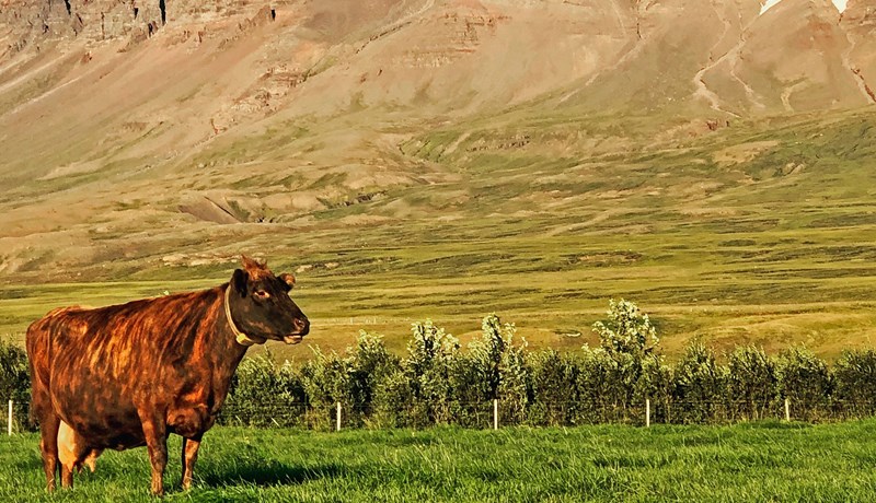Þurfum nýja græna byltingu