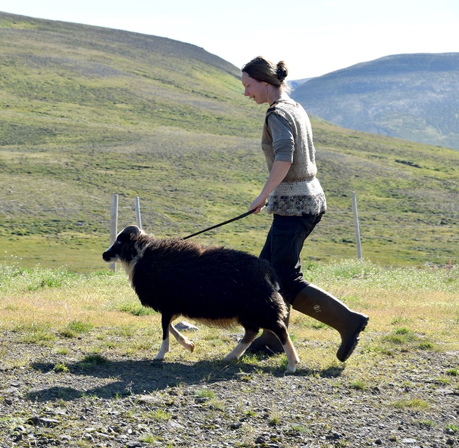 Karólína í Hvammshlíð með forystuhrútinn Sela Nikulásson í þjálfun síðsumars 2020 þegar hann var lambhrútur.
