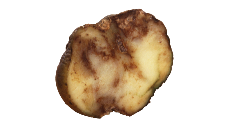 Veðurfarið hefur úrslitaáhrif