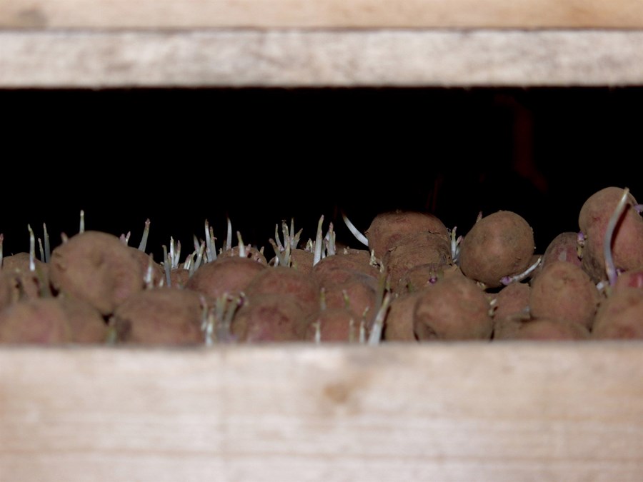 Matvælaráðuneytið telur ekki tilefni til þess að leggja tímabundið bann á innflutning á stofnútsæði og hafnar því beiðni Bændasamtaka Íslands, sem telur að slíkur innflutningur geti ógnað íslenskri kartöfluræktun.