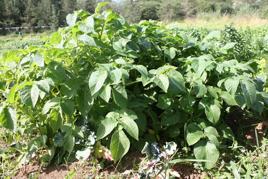 Vel hirtur matjurtagarður er heimilisprýði