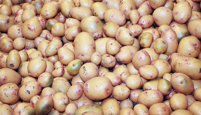 Tollvernd á kartöflur efld