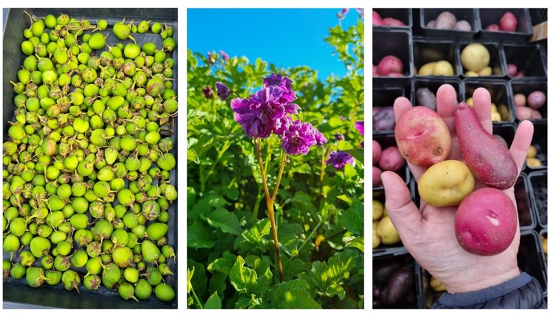 Horfst í augu við kartöflu