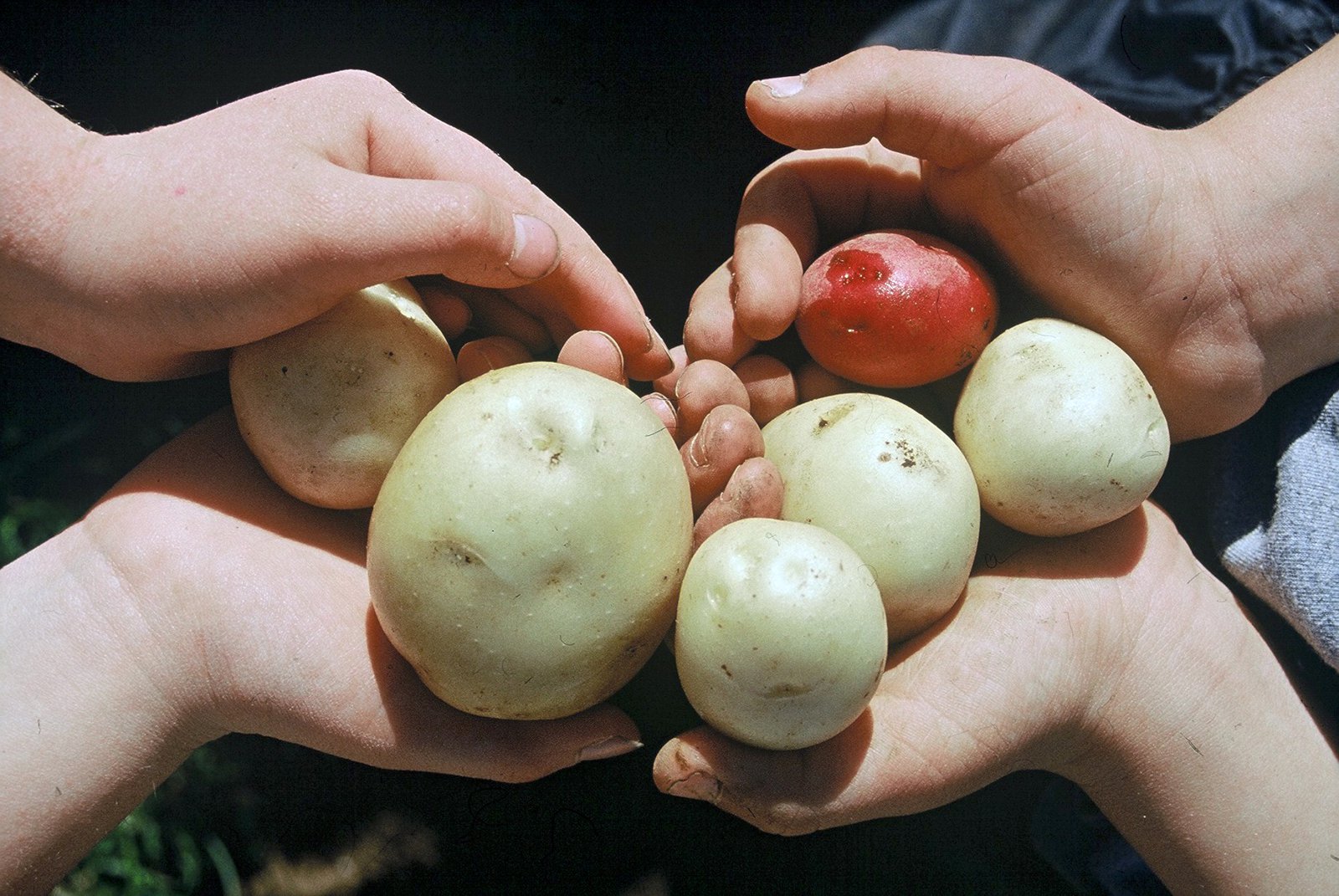 Ósáttir með styrkveitingu vegna ræktunar á stofnútsæði kartaflna