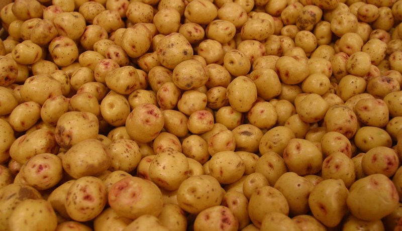 Sumarbónus innflytjenda kartaflna